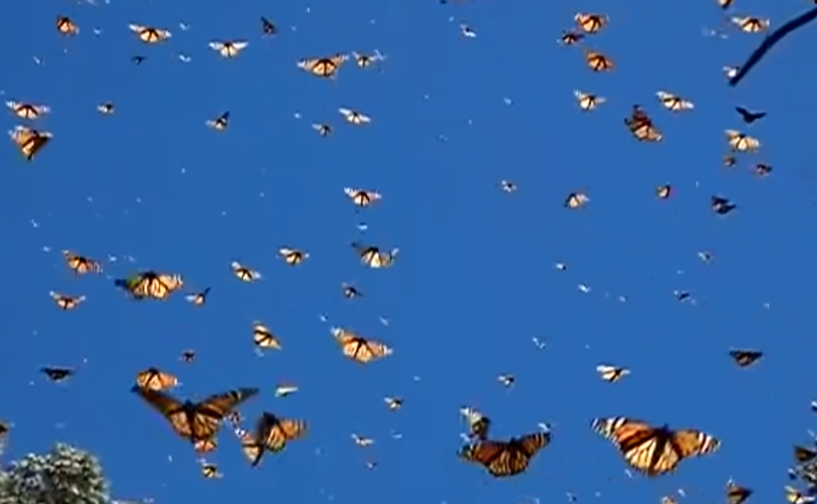 Butterflies